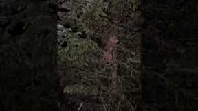 My Dogs Found A Wild Cougar