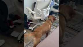 Puppy Gives His Reflection A Kiss