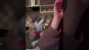 Dog Called Pogo Bounces For Food