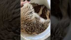 Goat Stuck In His Food Bucket