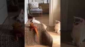 Cats Bully Their Lizard Sibling