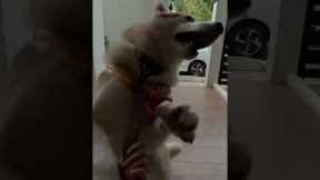 Husky Has Meltdown When Friends Leave