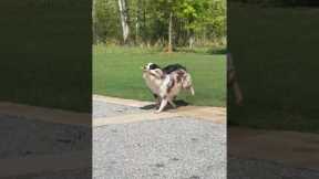 Dog Besties Are Perfect Frisbee Team