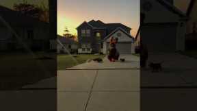 Walking Sausage Dogs In Perfect Costume