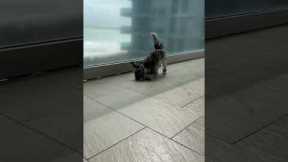 Shih Tzu Almost Blown Away In Wind