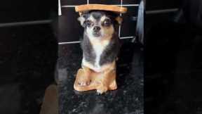 Rare Chihuahua Sandwich