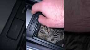 Car Cubby Occupied by Sleepy Kitten