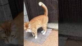 Cat Fetches Stick Like a Dog