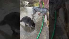 Smart Raccoon Helps Human Wash Dog