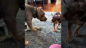 Puppy Plays With The Wrong Ball