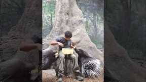Feeding Some Very Large Porcupines