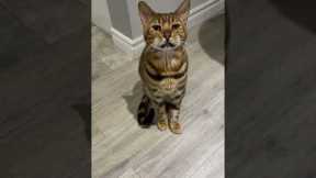 Cat Does Biggest Yawn On Earth