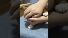 Cat is bamboozled by owner