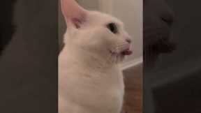 Cat Wiggles Her Tongue