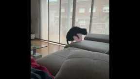 Puppy's Jump Thwarted By Balloon