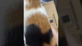 Using My Cat To Do Unboxing