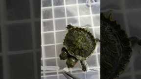Raising A Rare Two-Headed Turtle