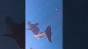 Once In A Lifetime Whale Experience