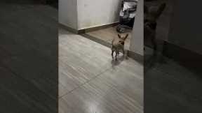 Excited Dog Does Tippy Taps