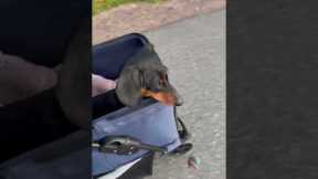 Disabled Dachshund Plays Ball