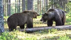 Wild Bears Fight In Incredible Footage