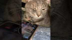 Heartbroken Cat Cries On FaceTime
