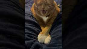 Sneeze Interrupts Cat's Nap
