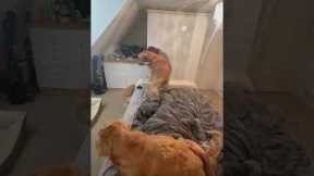 Golden Retrievers = Best Alarm Clock