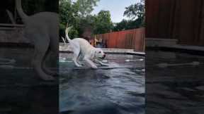 Puppy Crashes Their Hot-Tub Date