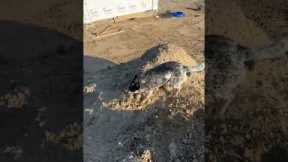 Dog Sees Branch But Not Fire Pit