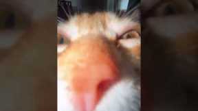 Helicopter Cat Falls From Ceiling Fan