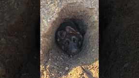 Rare Tunnelling Dog Discovered