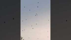 The  Sky Is Full Of Spiders