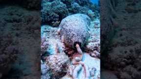 Sea Cucumber Makes A Dookie Castle