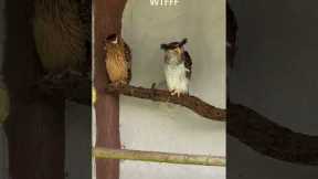 The Owls Were NOT Amused
