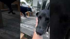 Dog Learns To Accept New Stairs