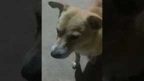 Dog Makes Funny Face For Treats