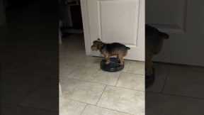 Yorkie Rides on the Robot Vacuum