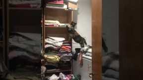 Cat knocks clothes off shelf
