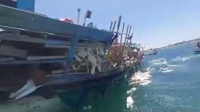 Frantic Sheep Rescue As Livestock Ship Sinks