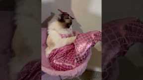 The Cutest Magnificent Mermaid Kitty