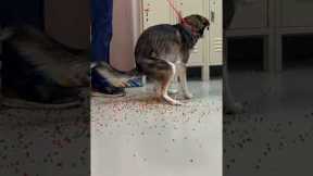 My dog ate a bag of dried Orbeez