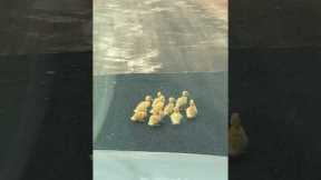 Family Of Baby Ducks Block Traffic