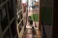 Cat Jumps Through Magnetic Screen Door