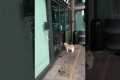 Hurricane Deprives Dog of Her Pup Cup