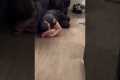 Cheating Dad Has Meltdown When Caught