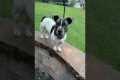Meet My Really Cute Rare Dog