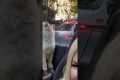 Puppy Howls With Ambulance Siren
