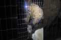 Woman Rescues Trapped Rabbit