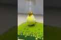 Pet Bird Looks Like Trump